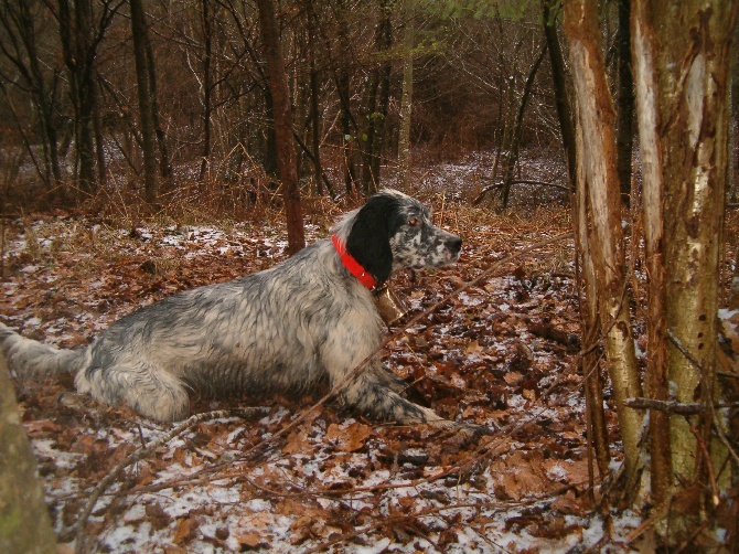 Des Bords De La Trézence - Field Bécasse Vassivière le 7 Novembre 2014