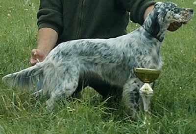 Des Bords De La Trézence - Expo Cressat (23) speciale setter