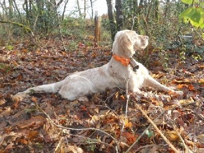 Des Bords De La Trézence - Field bécasse Charras le 18 décembre. 