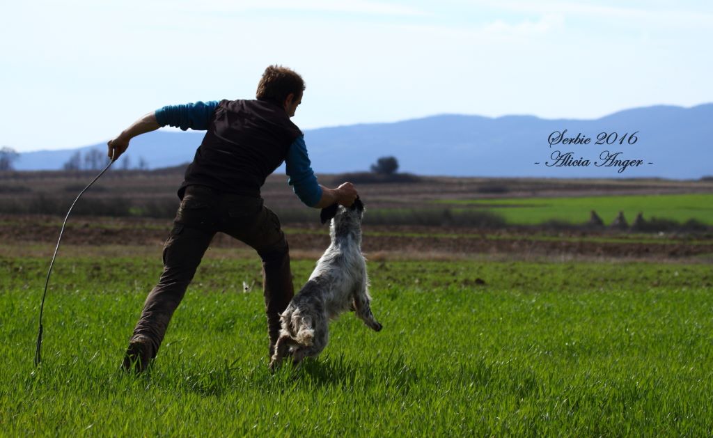 Des Bords De La Trézence - Concours couple Field Printemps Serbie 2016 à Nis. 