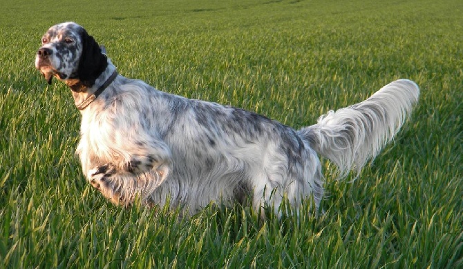 Des Bords De La Trézence - Chiots Ginius / Cizzla