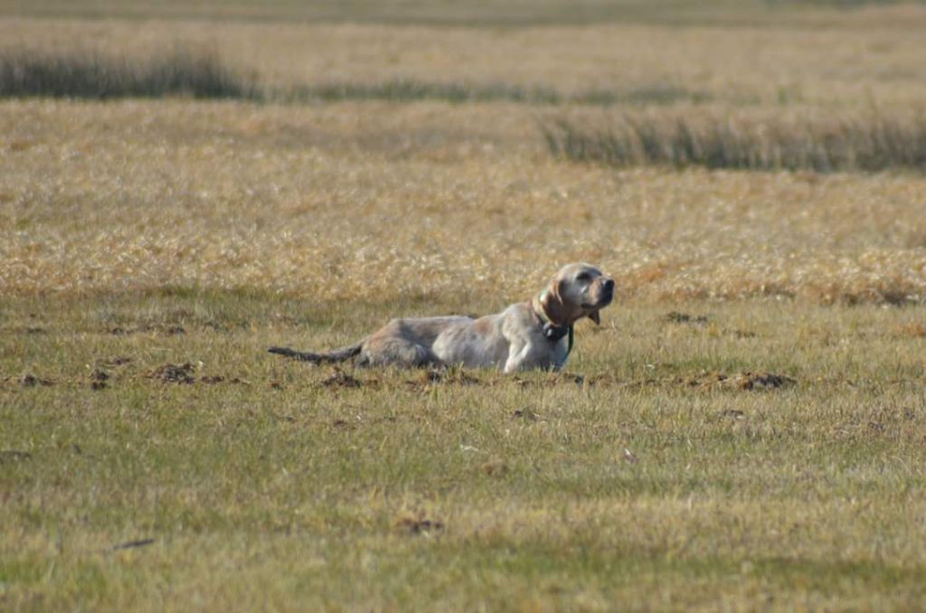 Des Bords De La Trézence - Chiots 