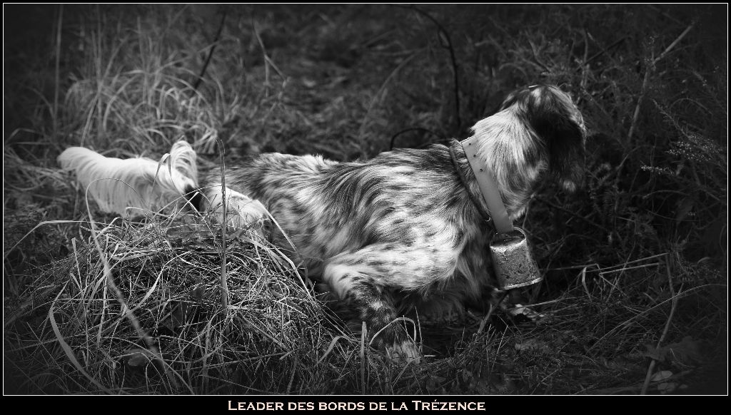 TR. Leader Des Bords De La Trézence