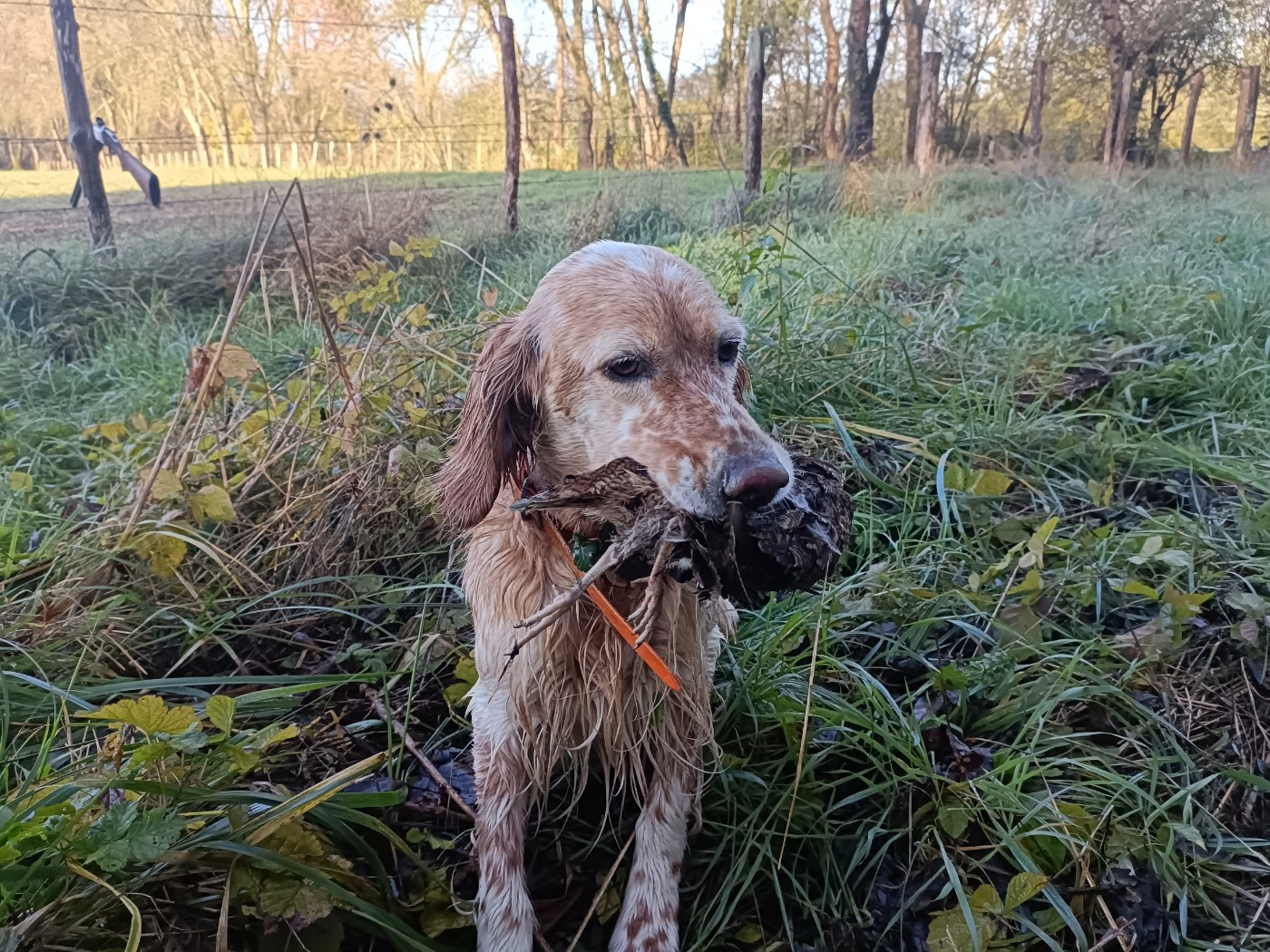Stone Du clos des charpes
