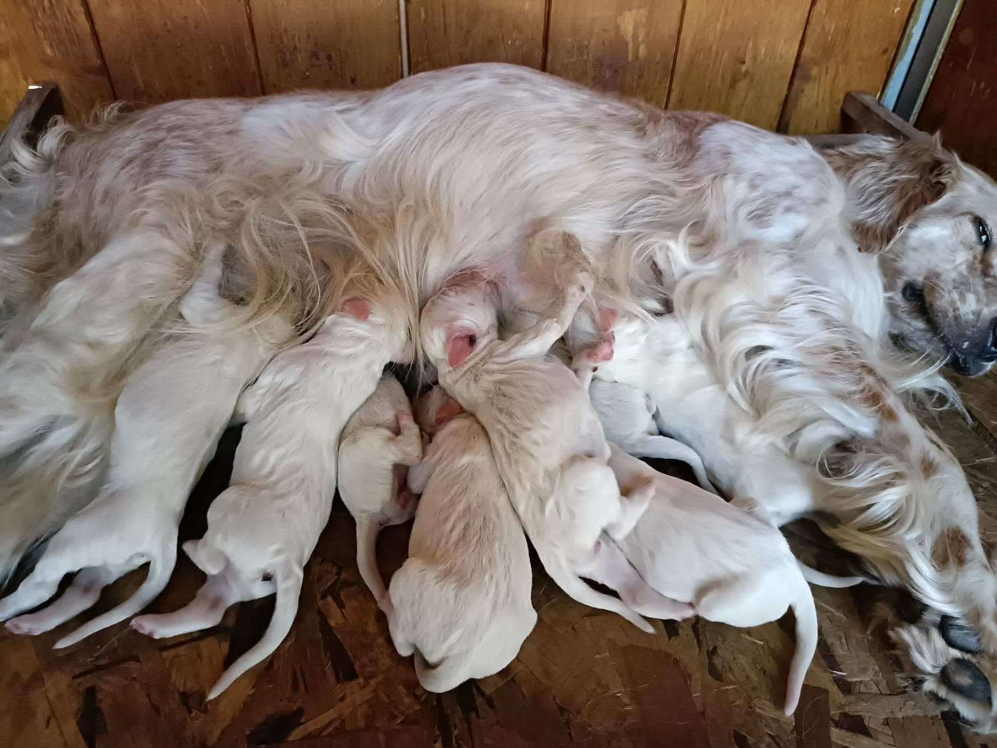 Chiots disponibles