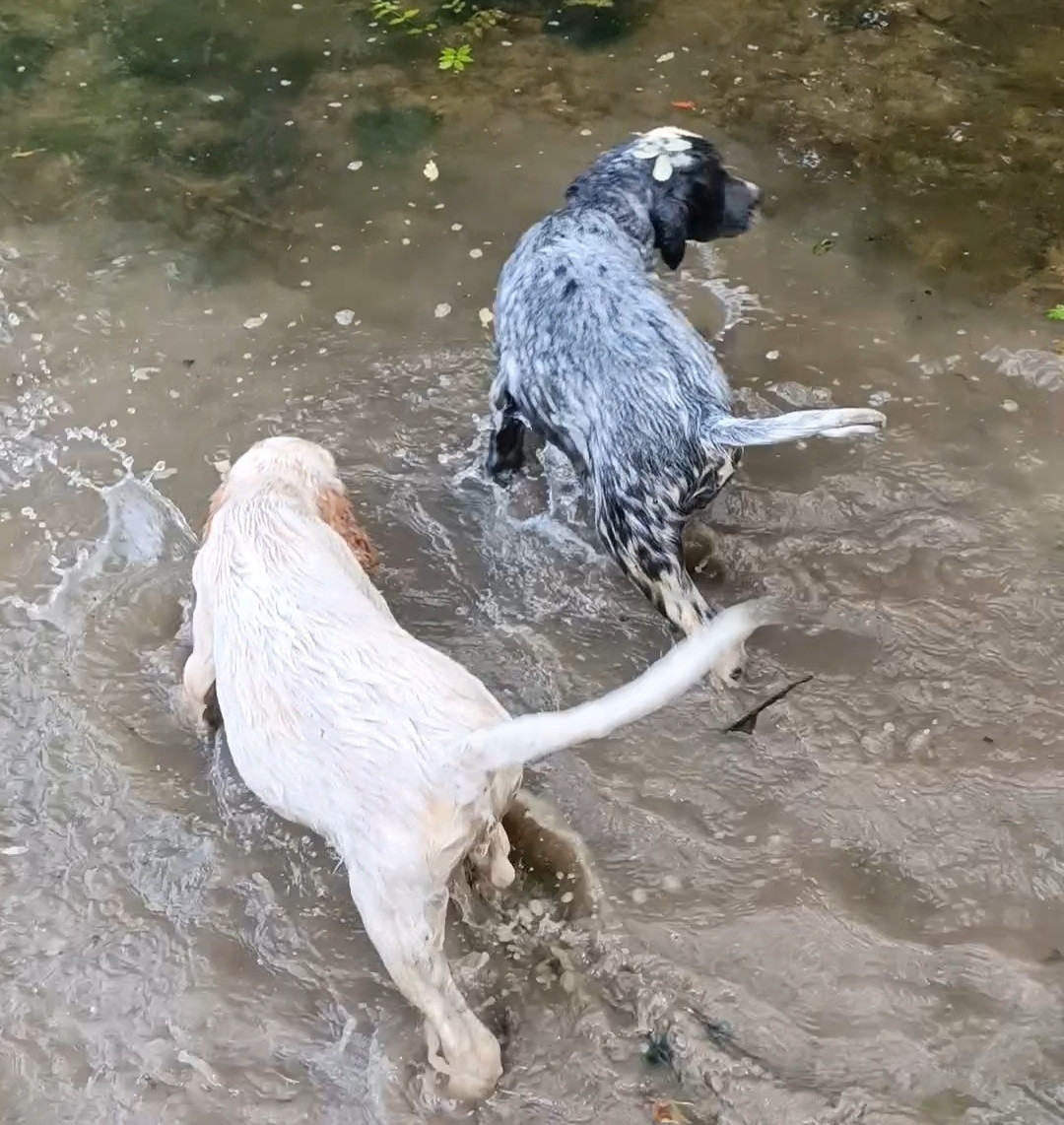 Chiots disponibles