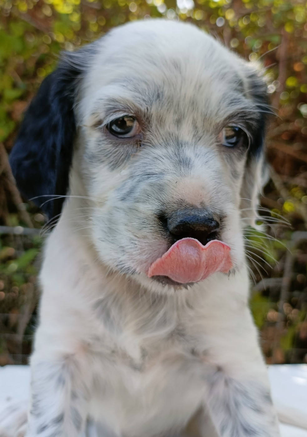 Des Bords De La Trézence - Chiots disponibles - Setter Anglais