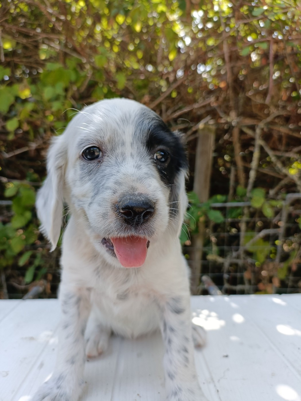 Des Bords De La Trézence - Chiots disponibles - Setter Anglais