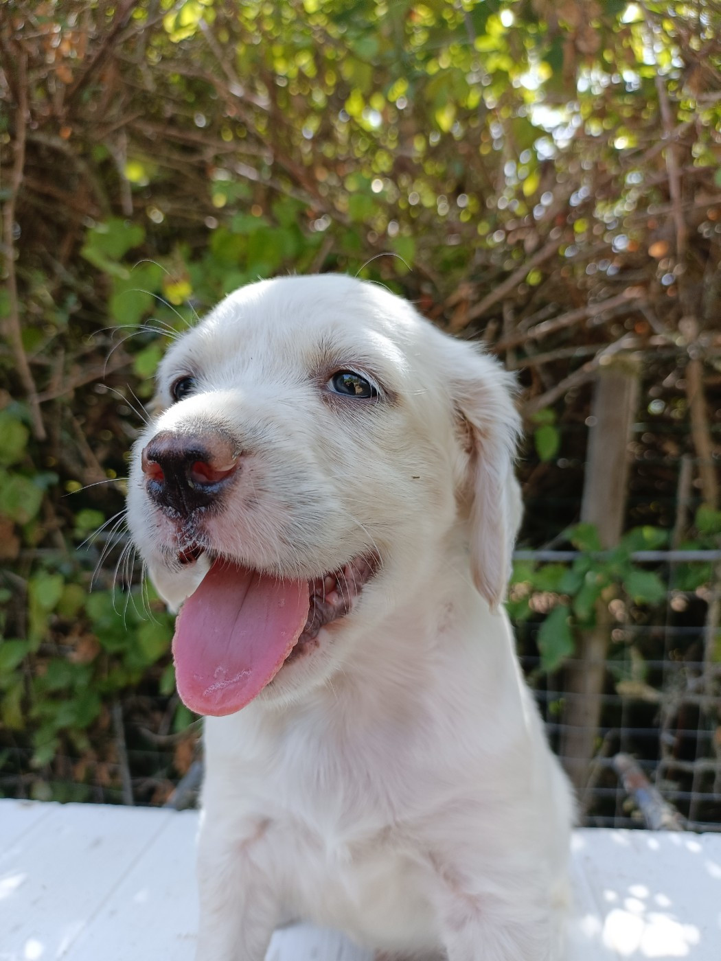 Des Bords De La Trézence - Chiots disponibles - Setter Anglais