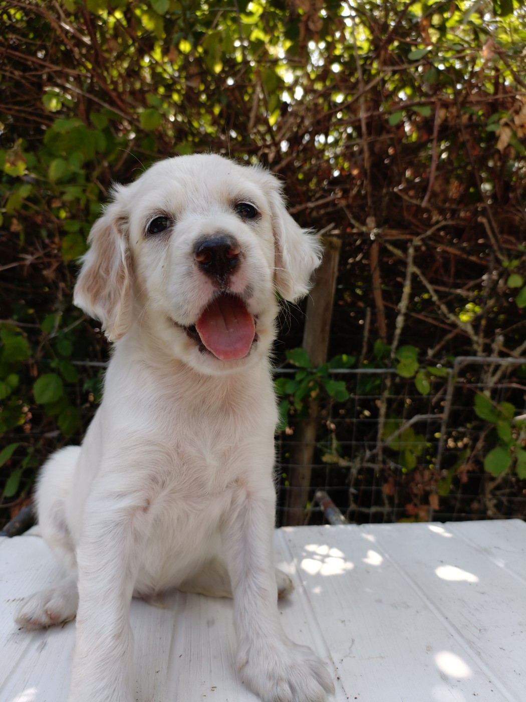 Des Bords De La Trézence - Chiots disponibles - Setter Anglais